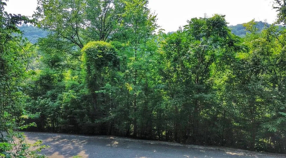 0 Williamson Circle Smithville, TN 37166