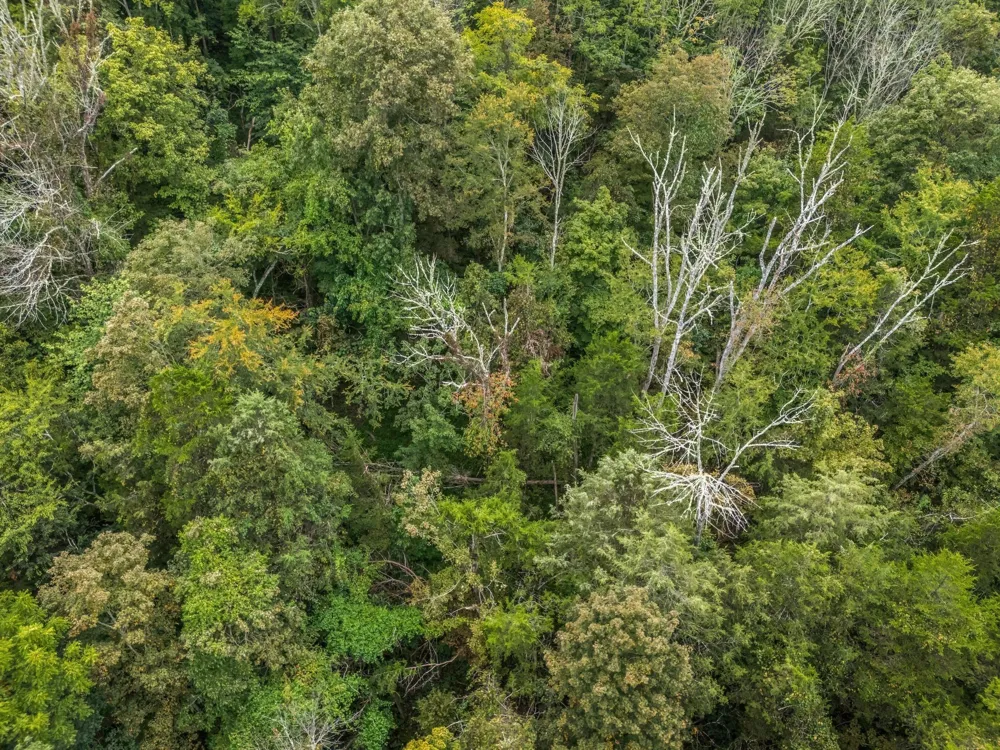 0 Poplar Flatt Rd Silver Point, TN 38582
