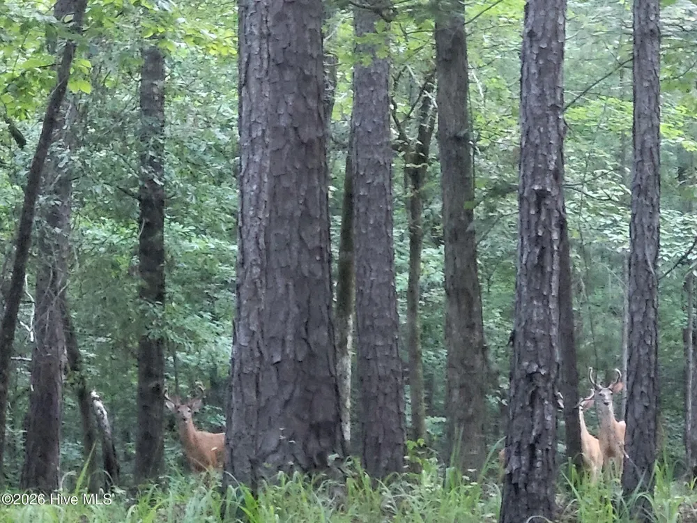 000 Court Ground Road Washington, GA 30673
