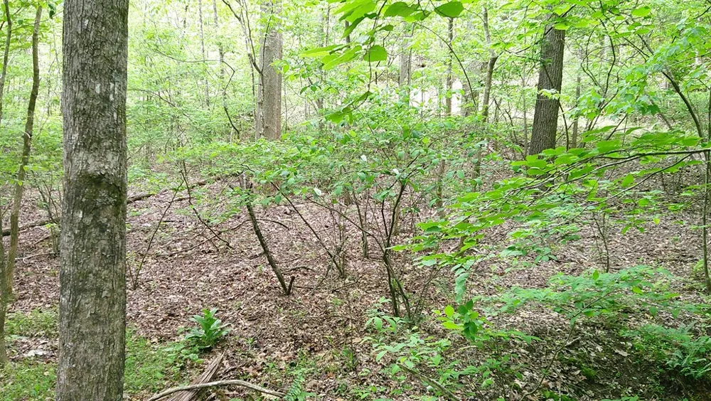00 Tracks Hollow Murphy, NC 28906