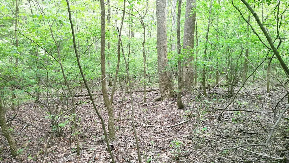 00 Tracks Hollow Murphy, NC 28906