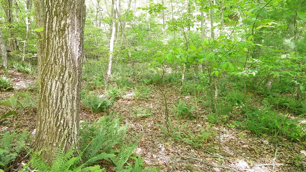 00 Tracks Hollow Murphy, NC 28906