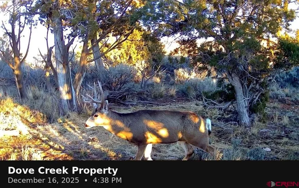 11068 HWY 491 Dove Creek, CO 81324