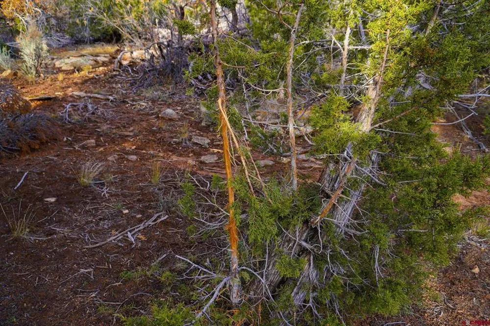 11068 HWY 491 Dove Creek, CO 81324