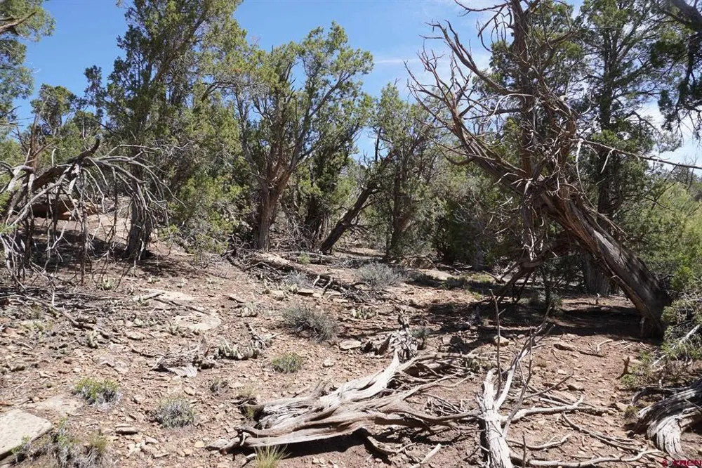 11068 HWY 491 Dove Creek, CO 81324
