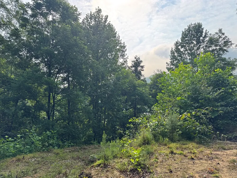 Jacobs Rd Bryson City, NC 28713
