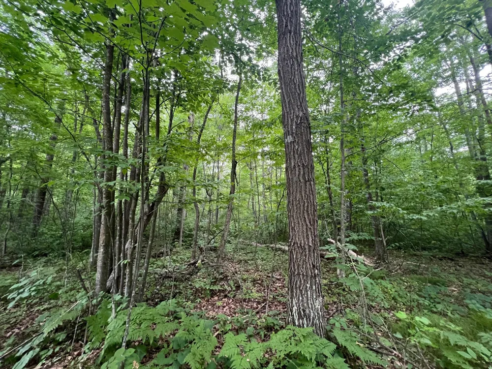 TBD Woodpecker Lane Sandstone, MN 55072