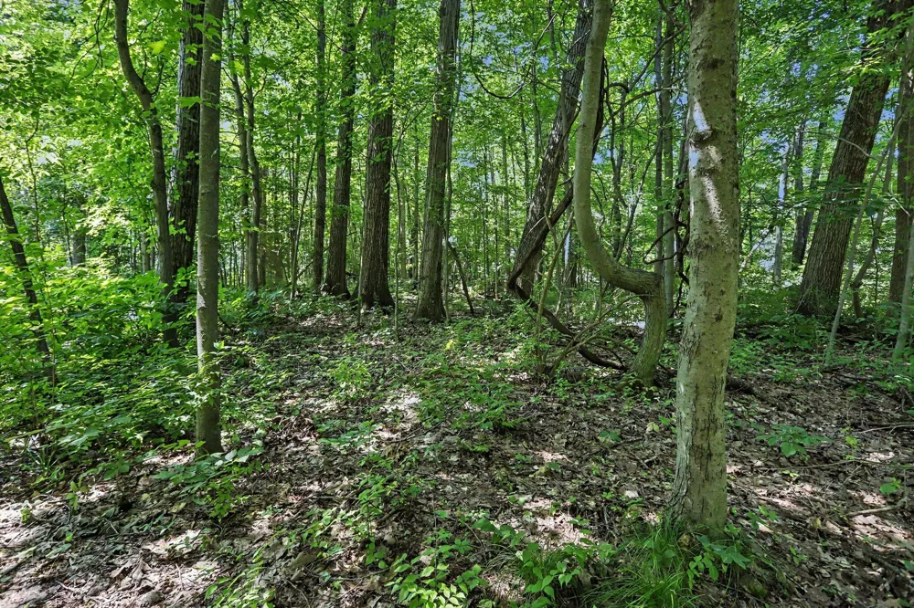Middle Road #Lots 45 & 46 Three Rivers, MI 49093