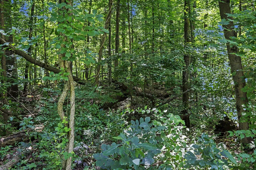 Middle Road #Lots 45 & 46 Three Rivers, MI 49093