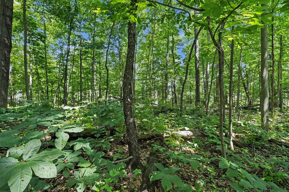 Middle Road #Lots 45 & 46 Three Rivers, MI 49093