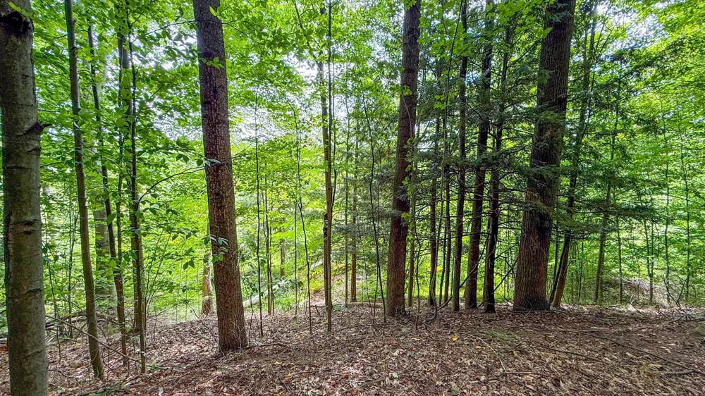 CR 388 South Haven, MI 49090