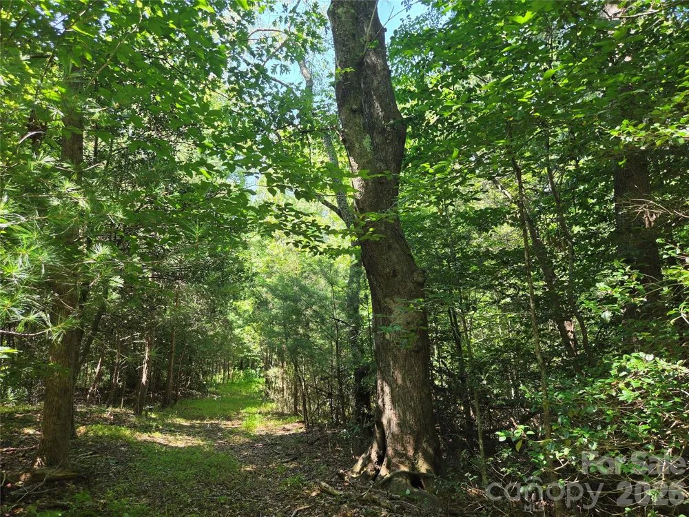 700 Nelson Lane Millers Creek, NC 28651