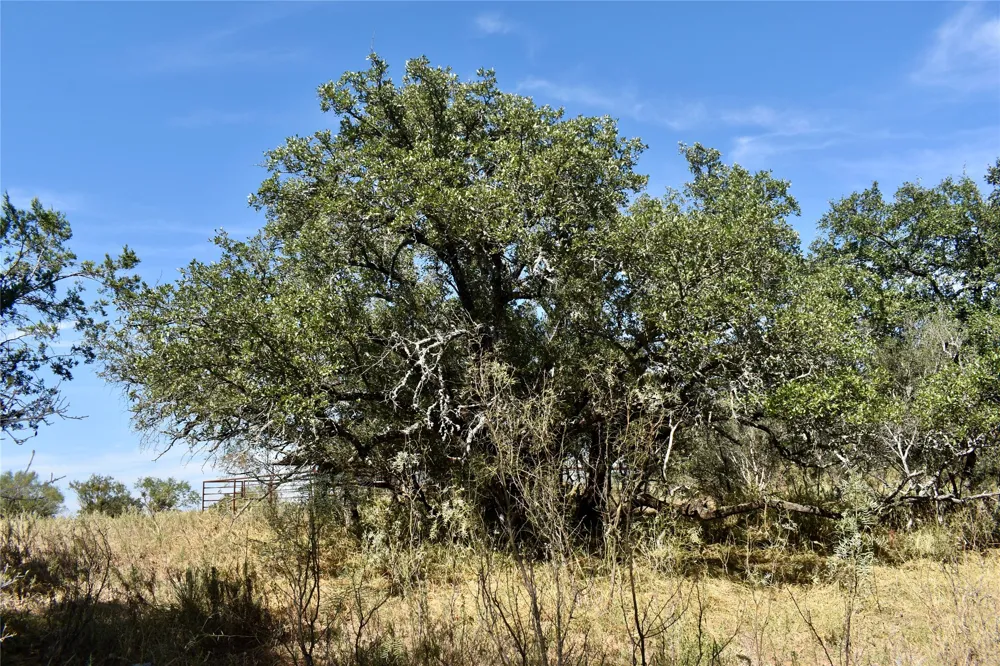 19319 Ranch Road 1871 Mason, TX 76856