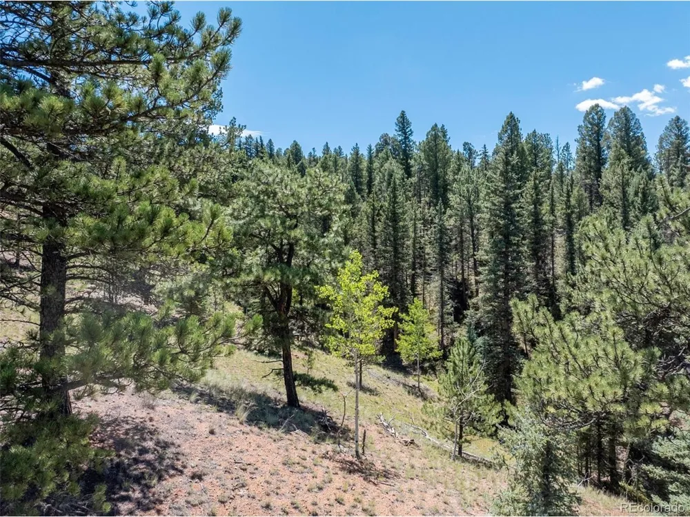 1676 Pathfinder Road Florissant, CO 80816