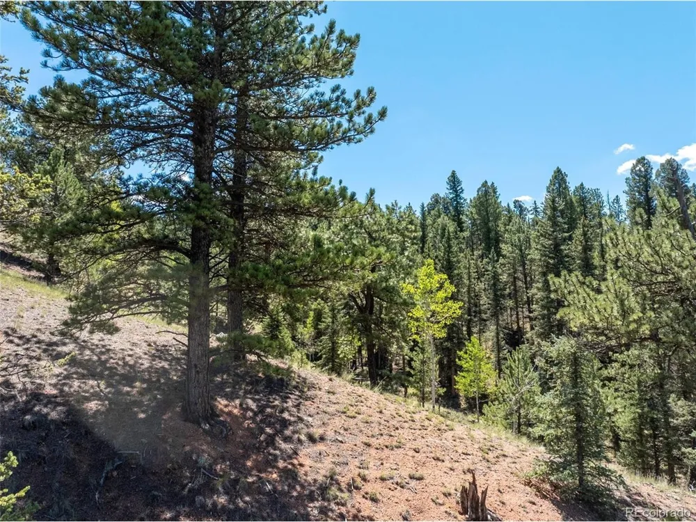 1676 Pathfinder Road Florissant, CO 80816