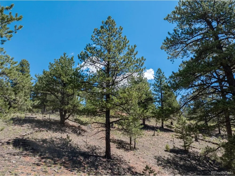 1676 Pathfinder Road Florissant, CO 80816