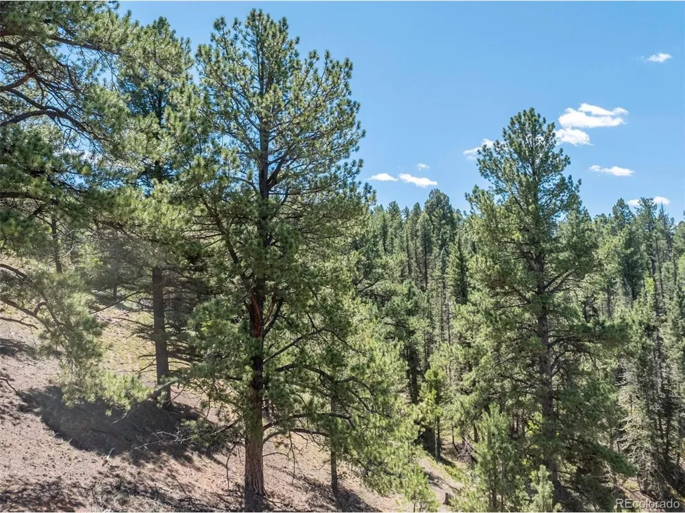 1676 Pathfinder Road Florissant, CO 80816