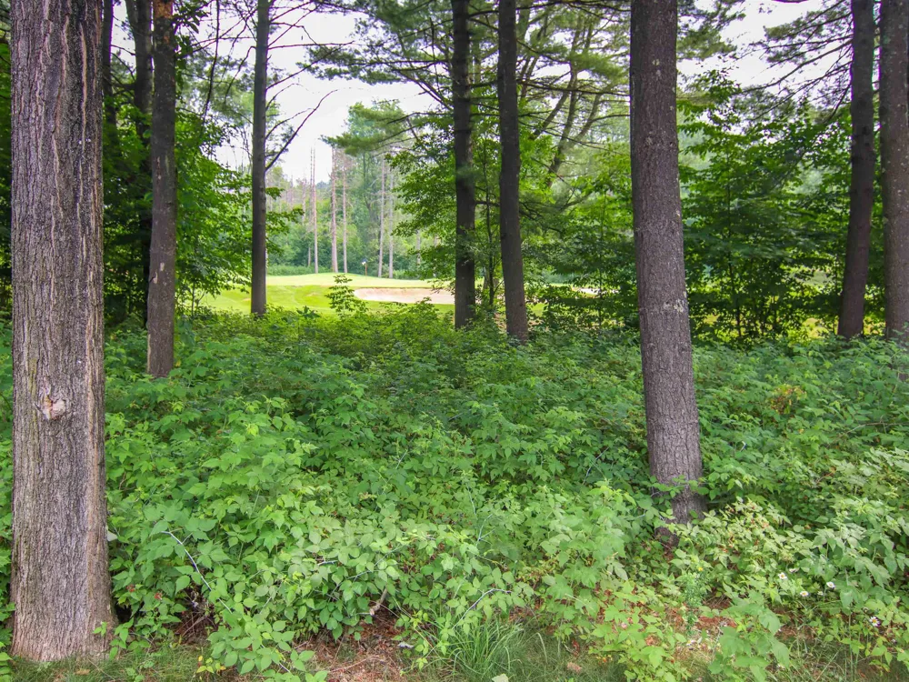 7705 Platte Plains Trail Weldon Township, MI 49683