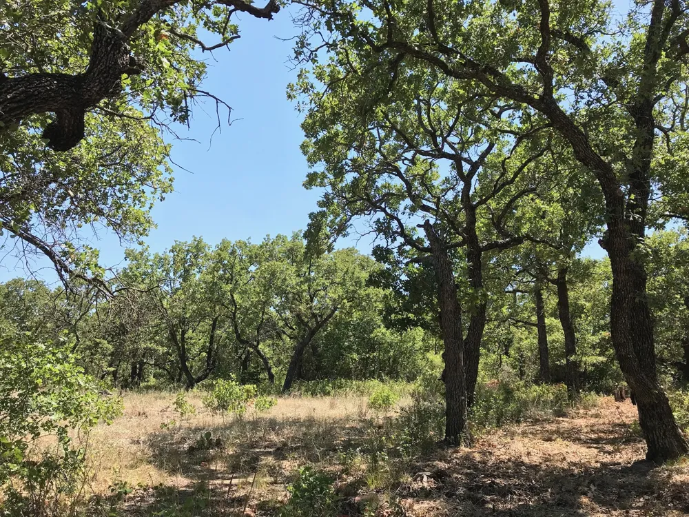 Glenhollow Drive Gordon, TX 76453