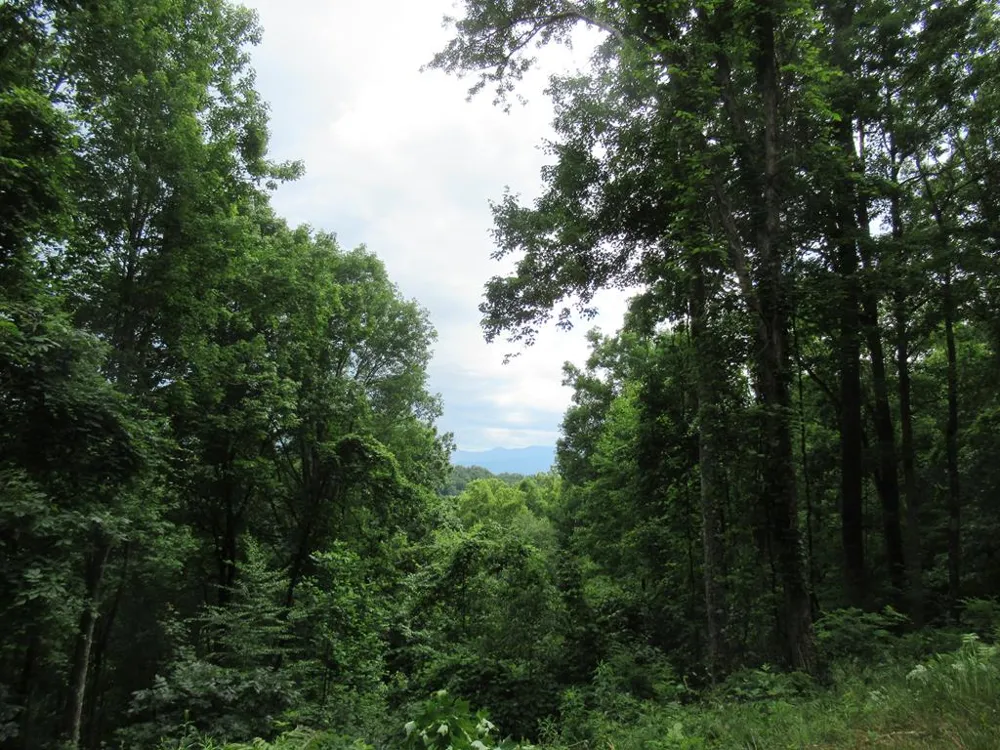 Berry Cove Rd Franklin, NC 28734
