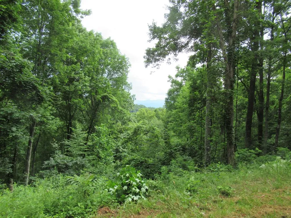 Berry Cove Rd Franklin, NC 28734