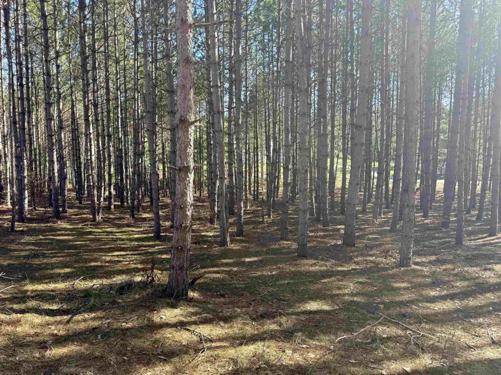 3041 Dockery Road, Nw Kalkaska Township, MI 49690