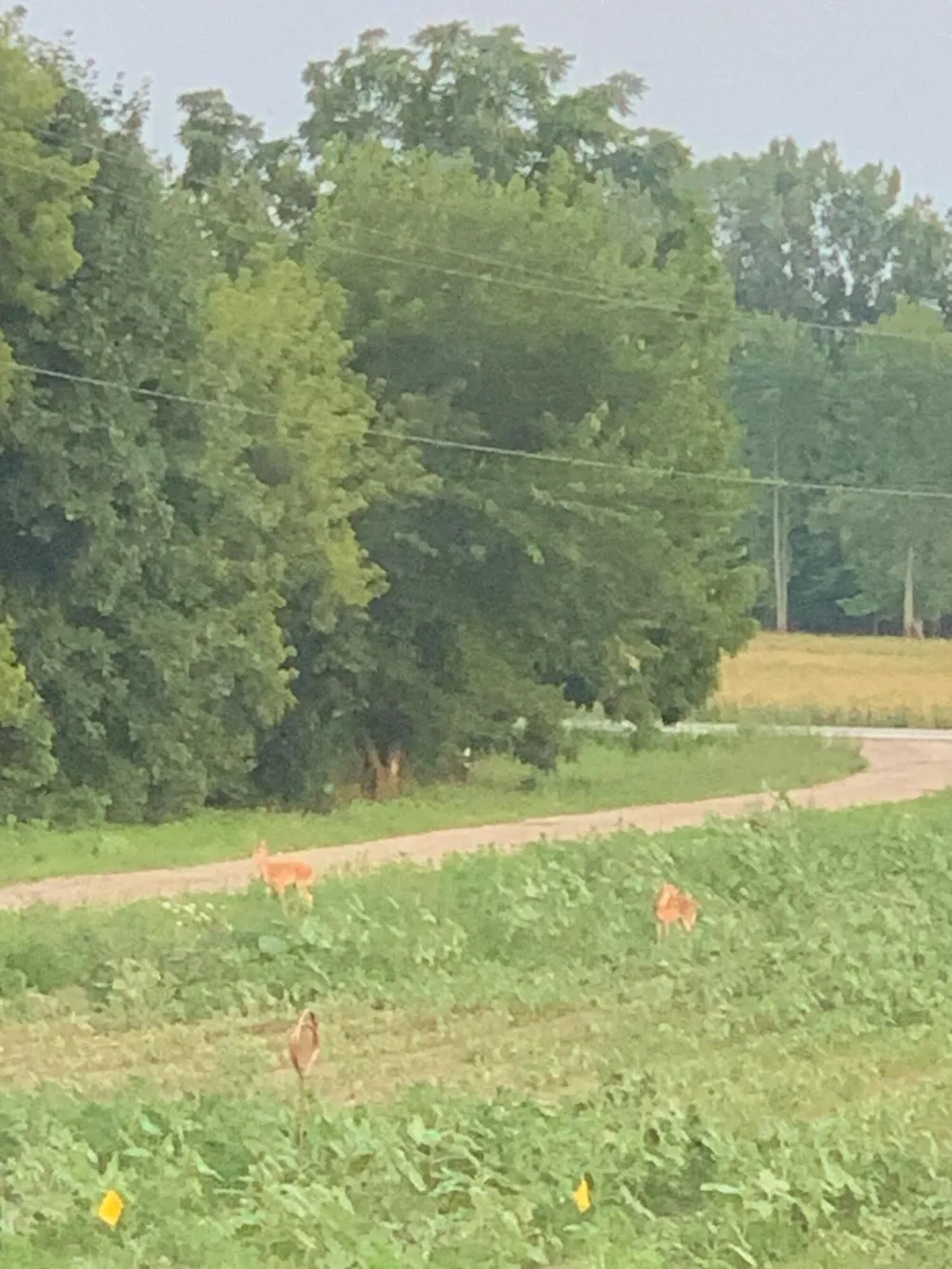 2637 17 Mile Road Tyrone Township, MI 49330