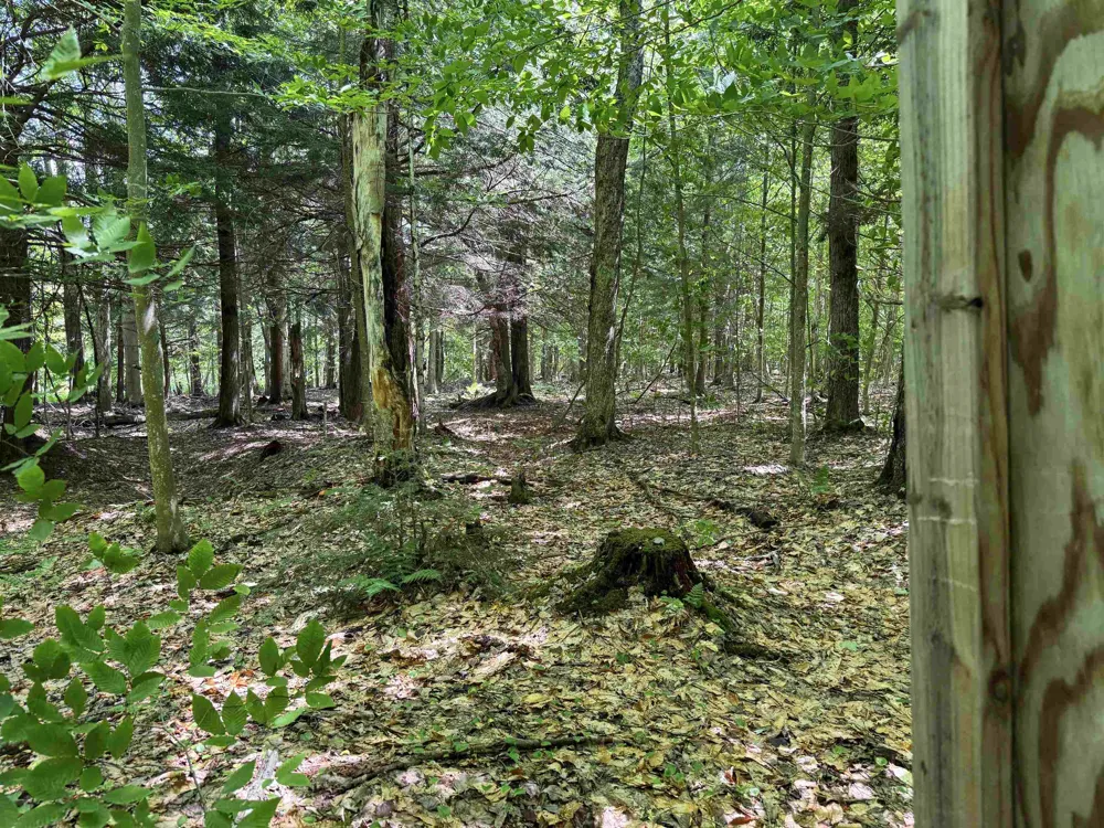 5333 SE Wintergreen Trail Excelsior Township, MI 49646