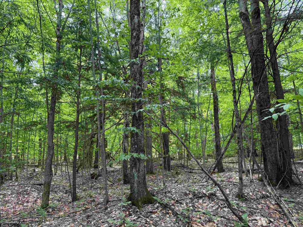 5333 SE Wintergreen Trail Excelsior Township, MI 49646