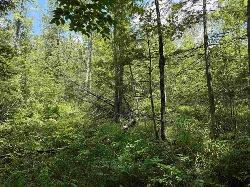 5333 SE Wintergreen Trail Excelsior Township, MI 49646