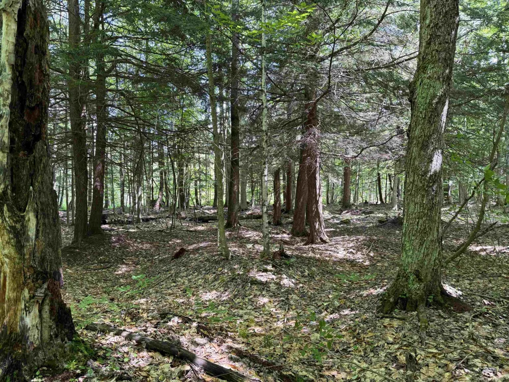 5333 SE Wintergreen Trail Excelsior Township, MI 49646