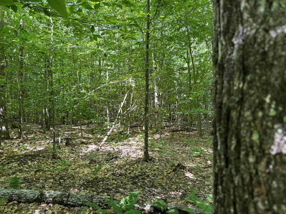 5333 SE Wintergreen Trail Excelsior Township, MI 49646