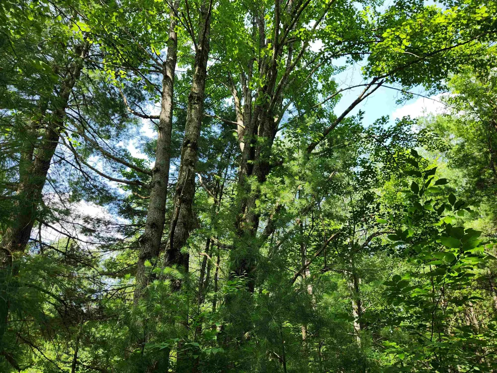 500 East Trail Orange Township, MI 49646
