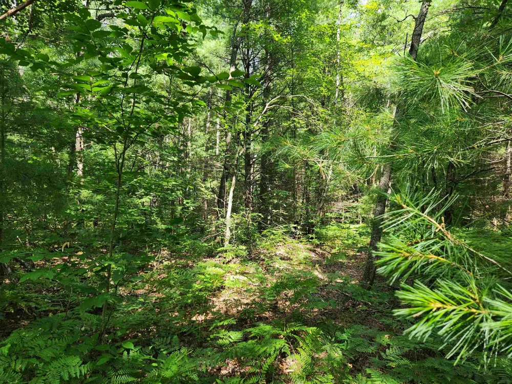 500 East Trail Orange Township, MI 49646