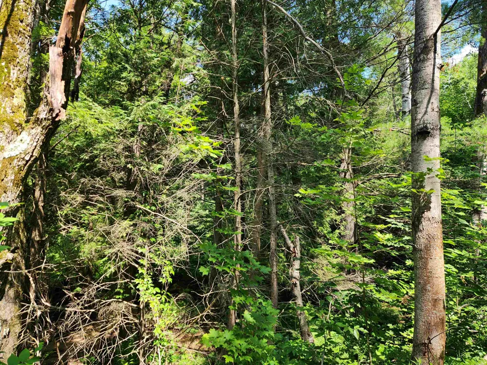 500 East Trail Orange Township, MI 49646