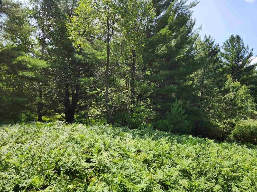 500 East Trail Orange Township, MI 49646