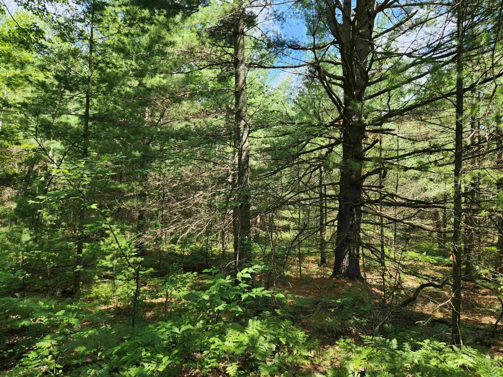 500 East Trail Orange Township, MI 49646