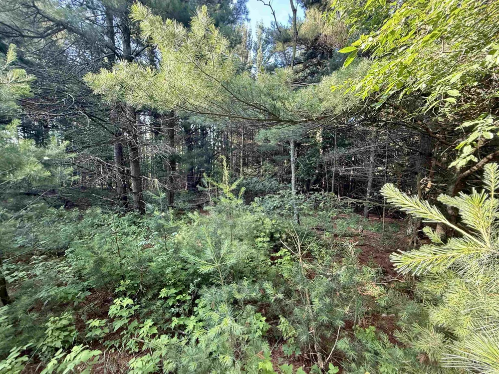 15 S Westview Drive Empire Township, MI 49630