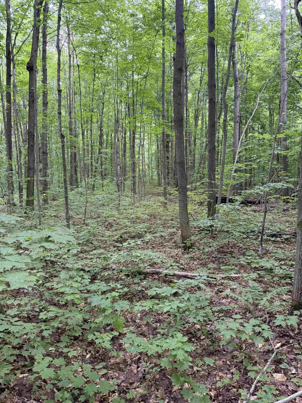 Mancelona Road Mancelona Township, MI 49659