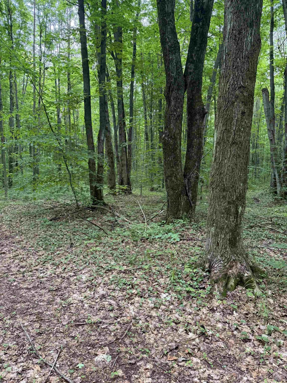 Mancelona Road Mancelona Township, MI 49659
