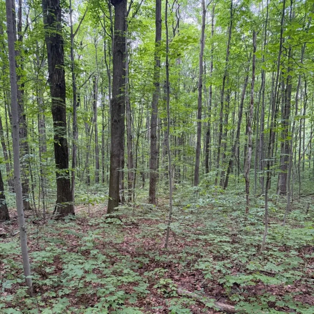Johnson Custer Township, MI 49659