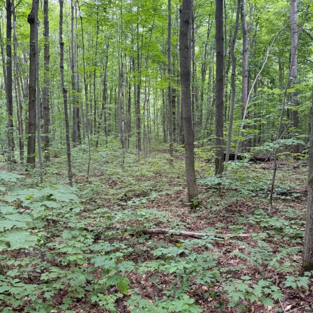 Peterson Road Custer Township, MI 49659