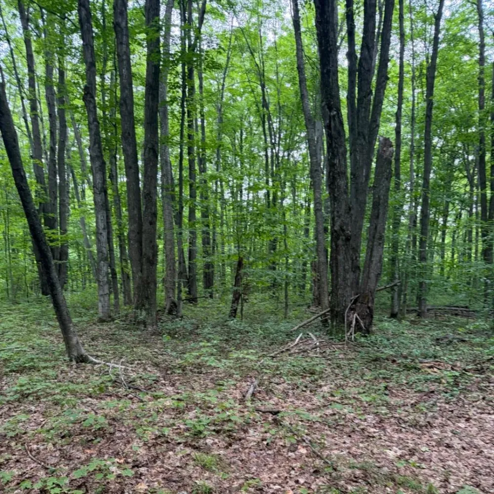 Johnson Road Custer Township, MI 49659