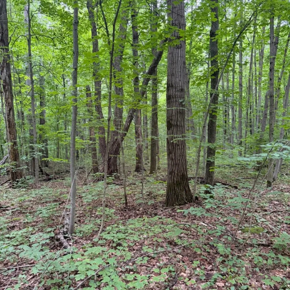 Johnson Road Custer Township, MI 49659