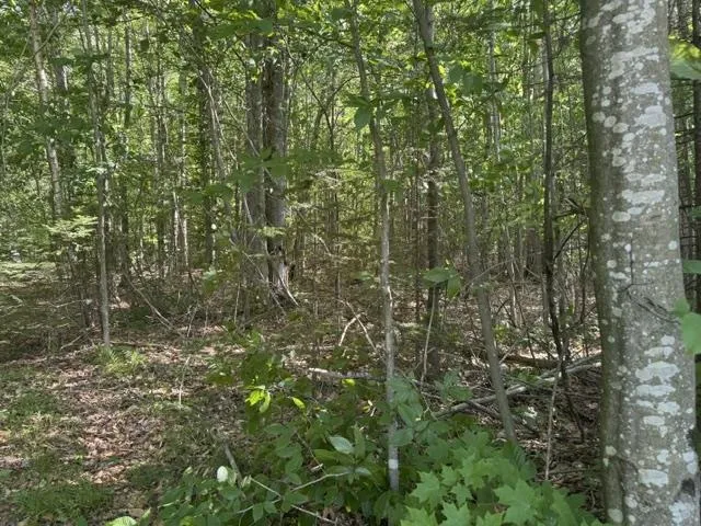 Phelps Road Norwich Township, MI 49651