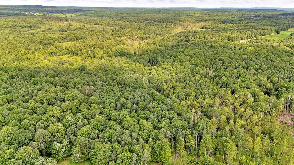 Phelps Road Norwich Township, MI 49651