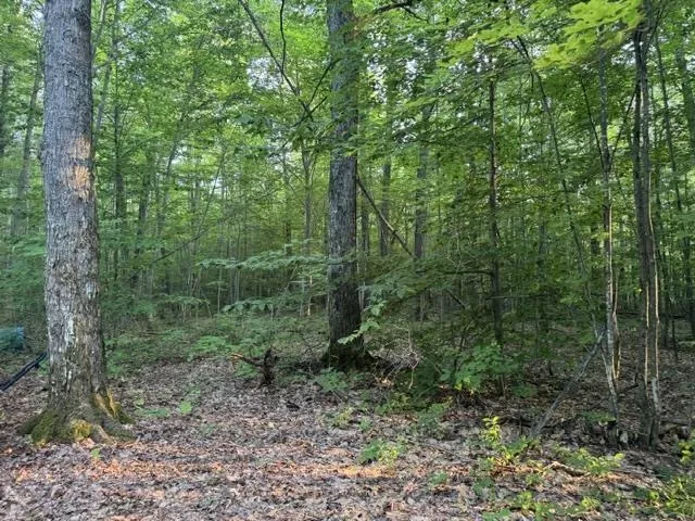 Phelps Road Norwich Township, MI 49651