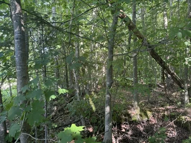 Phelps Road Norwich Township, MI 49651