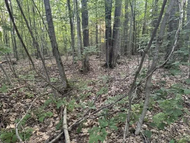 Phelps Road Norwich Township, MI 49651