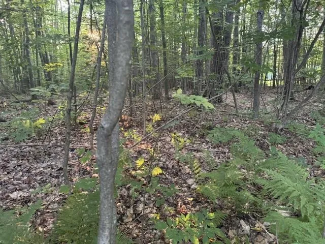 Phelps Road Norwich Township, MI 49651